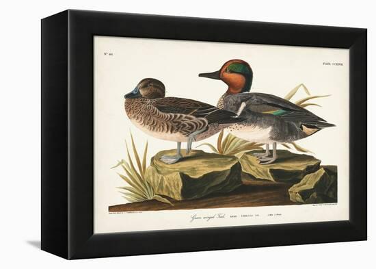 Pl 228 Green-winged Teal-John Audubon-Framed Stretched Canvas