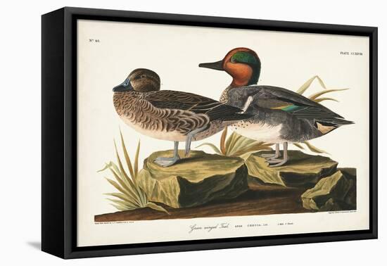 Pl 228 Green-winged Teal-John Audubon-Framed Stretched Canvas