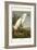 Pl 242 Snowy Heron-John James Audubon-Framed Art Print