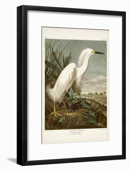 Pl 242 Snowy Heron-John James Audubon-Framed Art Print