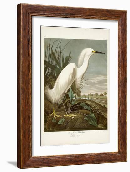 Pl 242 Snowy Heron-John James Audubon-Framed Art Print