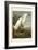 Pl 242 Snowy Heron-John James Audubon-Framed Art Print