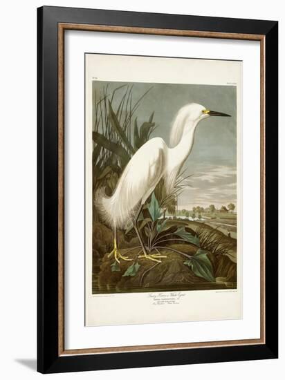 Pl 242 Snowy Heron-John James Audubon-Framed Art Print