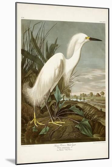 Pl 242 Snowy Heron-John James Audubon-Mounted Art Print
