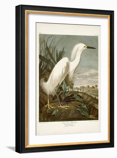 Pl 242 Snowy Heron-John James Audubon-Framed Art Print