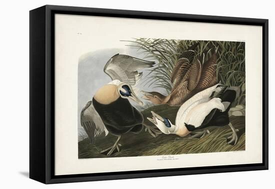 PL 246 Eider Duck-John Audubon-Framed Stretched Canvas