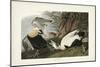 PL 246 Eider Duck-John Audubon-Mounted Art Print