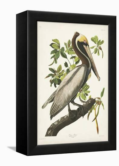 Pl 251 Brown Pelican-John Audubon-Framed Stretched Canvas