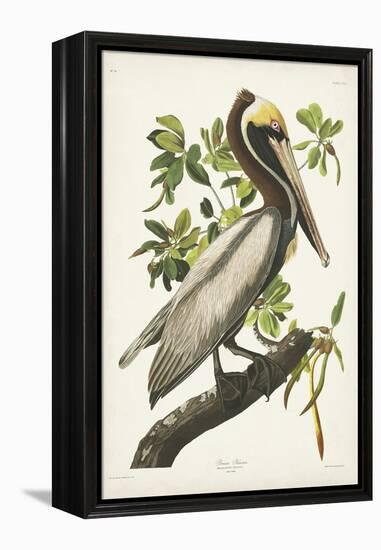 Pl 251 Brown Pelican-John Audubon-Framed Stretched Canvas