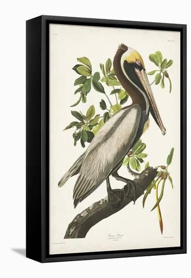Pl 251 Brown Pelican-John Audubon-Framed Stretched Canvas