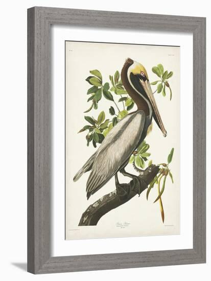 Pl 251 Brown Pelican-John Audubon-Framed Art Print