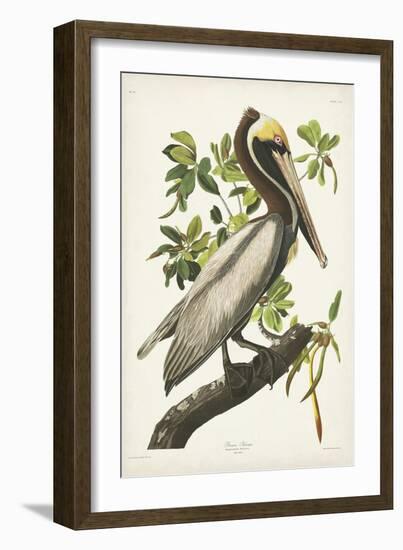 Pl 251 Brown Pelican-John Audubon-Framed Art Print