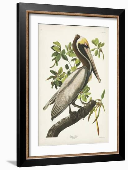 Pl 251 Brown Pelican-John Audubon-Framed Art Print