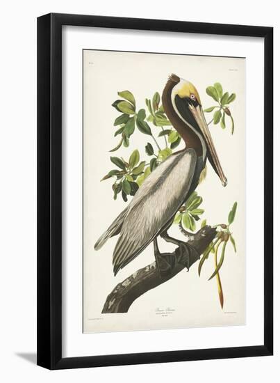 Pl 251 Brown Pelican-John Audubon-Framed Art Print