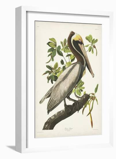 Pl 251 Brown Pelican-John Audubon-Framed Art Print
