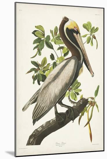 Pl 251 Brown Pelican-John Audubon-Mounted Art Print