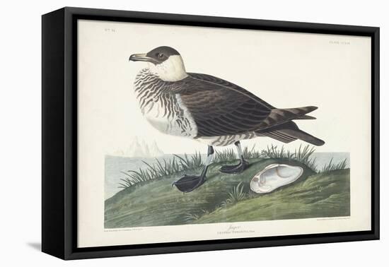 Pl 253 Jager-John Audubon-Framed Stretched Canvas