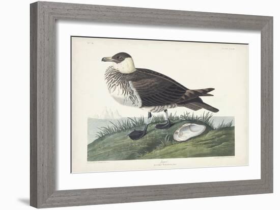 Pl 253 Jager-John Audubon-Framed Art Print