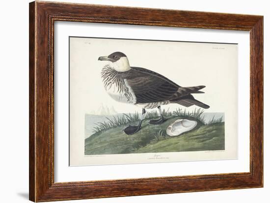 Pl 253 Jager-John Audubon-Framed Art Print