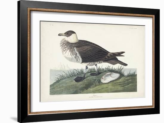 Pl 253 Jager-John Audubon-Framed Art Print