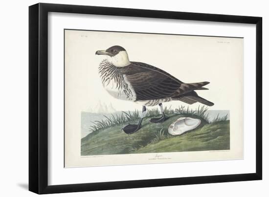 Pl 253 Jager-John Audubon-Framed Art Print