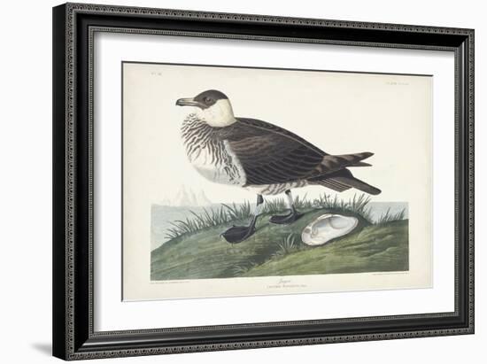 Pl 253 Jager-John Audubon-Framed Art Print