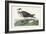 Pl 253 Jager-John Audubon-Framed Art Print