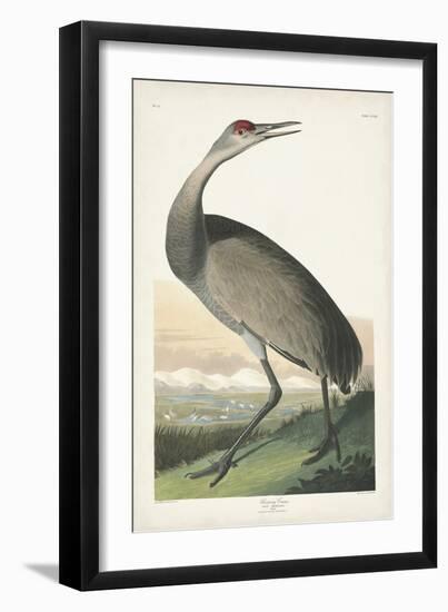 Pl 261 Hooping Crane-John Audubon-Framed Art Print