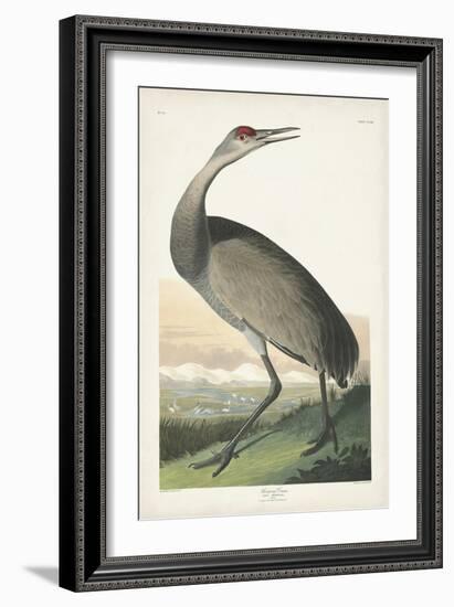 Pl 261 Hooping Crane-John Audubon-Framed Art Print