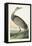 Pl 261 Hooping Crane-John Audubon-Framed Stretched Canvas