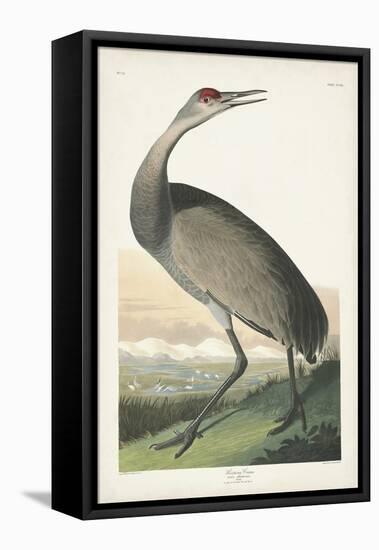 Pl 261 Hooping Crane-John Audubon-Framed Stretched Canvas