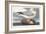 Pl 264 Fulmar Petral-John Audubon-Framed Art Print