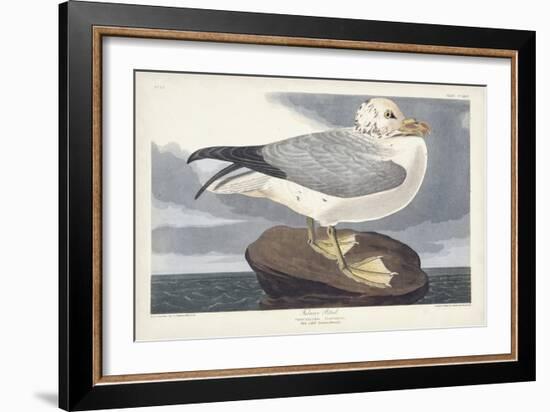 Pl 264 Fulmar Petral-John Audubon-Framed Art Print