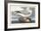 Pl 264 Fulmar Petral-John Audubon-Framed Art Print