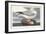 Pl 264 Fulmar Petral-John Audubon-Framed Art Print