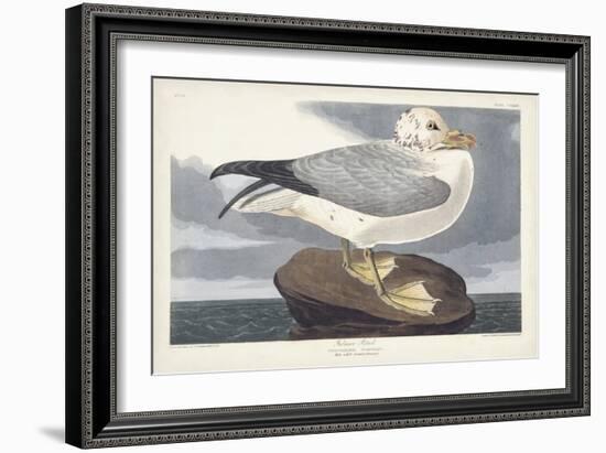 Pl 264 Fulmar Petral-John Audubon-Framed Art Print