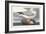 Pl 264 Fulmar Petral-John Audubon-Framed Art Print