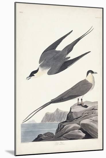 Pl 267 Artic Yager-John Audubon-Mounted Art Print