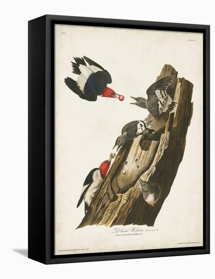 Pl. 27 Red-headed Woodpecker-John Audubon-Framed Stretched Canvas