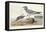Pl 285 Fork-tailed Gull-John Audubon-Framed Stretched Canvas