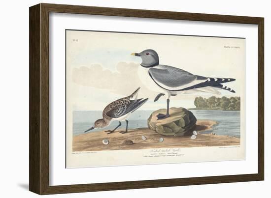 Pl 285 Fork-tailed Gull-John Audubon-Framed Art Print