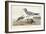 Pl 285 Fork-tailed Gull-John Audubon-Framed Art Print