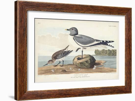 Pl 285 Fork-tailed Gull-John Audubon-Framed Art Print