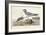 Pl 285 Fork-tailed Gull-John Audubon-Framed Art Print