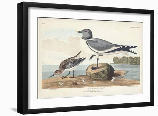 Pl 285 Fork-tailed Gull-John Audubon-Framed Art Print