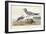 Pl 285 Fork-tailed Gull-John Audubon-Framed Art Print