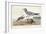 Pl 285 Fork-tailed Gull-John Audubon-Framed Art Print