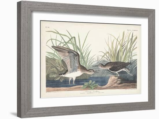 Pl. 289 Solitary Sandpiper-John Audubon-Framed Art Print