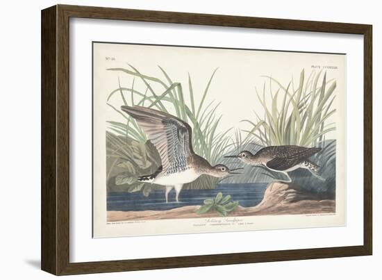 Pl. 289 Solitary Sandpiper-John Audubon-Framed Art Print