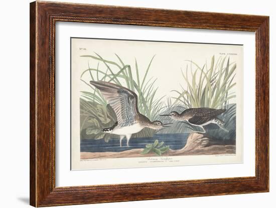 Pl. 289 Solitary Sandpiper-John Audubon-Framed Art Print